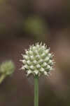 Southern rattlesnake master